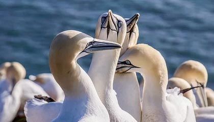 尼克-杨：在中国期间依然执行减肥计划