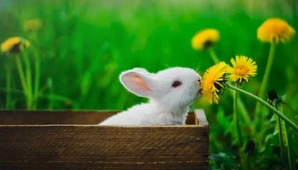 尼克-杨：在中国期间依然执行减肥计划